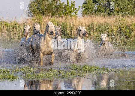 Saintes-Maries-de-la-Mer, Bouches-du-Rhone, Provence-Alpes-Cote d'Azur, Frankreich. Pferde, die durch die Sümpfe in der Camargue laufen. Stockfoto