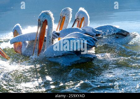Europa, Griechenland, Kerkini-See. Eine Gruppe dalmatinischer Pelikane streitet um einen Fisch. Stockfoto