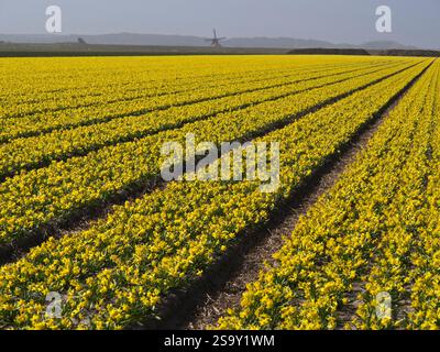 Blühende gelbe Narzissen Felder und Windmühlen im Hintergrund. Stockfoto