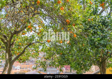 Portugal, Porto. Orangen auf einem Baum. Stockfoto