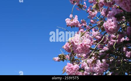 Blühender Baum mit großen rosa Blumen auf blauem Himmel Hintergrund. Stockfoto