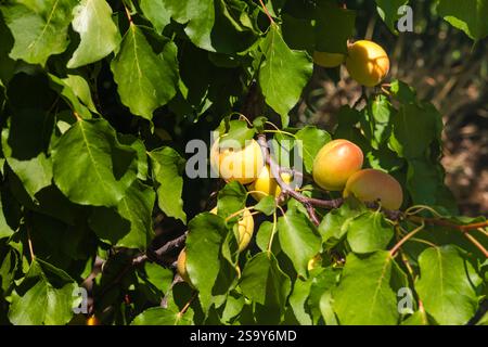Aprikosen auf dem Baum. Foto des Konzepts für vegane Lebensmittel. Malatya Aprikosen im Sommer. Stockfoto