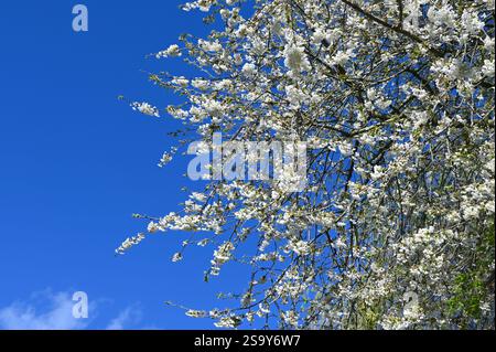 Atemberaubender blühender Baum auf blauem Himmel Hintergrund im Frühling. Stockfoto