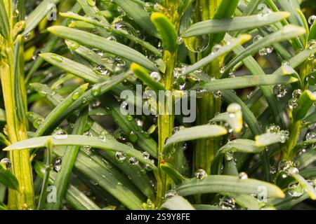 Glänzende Tau-Tropfen auf hellgrünen Zweigen einer Nadelpflanze aus der Nähe. Makrofoto. Stockfoto