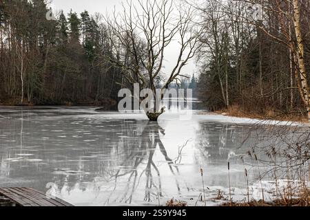 Landschaft mit einem einsamen Baum in der Mitte eines Teichs, Reflexionen auf dem Eis, graue Tag, blass, Lettland, Winter Stockfoto