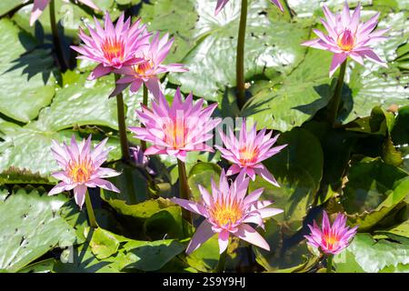 Eine Gruppe von Nymphaea Pink Water Lilien blüht im Sommer im Royal Botanic Garden in Melbourne, Australien. Stockfoto