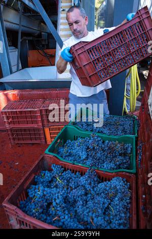 FRANKREICH. HAUTE-CORSE ((2B) BORGO. GENOSSENSCHAFT UVAL (UNION DES VIGNERONS ASSOCIES DU LEVANT) Stockfoto