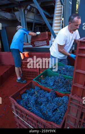 FRANKREICH. HAUTE-CORSE ((2B) BORGO. GENOSSENSCHAFT UVAL (UNION DES VIGNERONS ASSOCIES DU LEVANT) Stockfoto