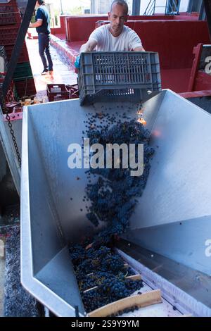 FRANKREICH. HAUTE-CORSE ((2B) BORGO. GENOSSENSCHAFT UVAL (UNION DES VIGNERONS ASSOCIES DU LEVANT) Stockfoto