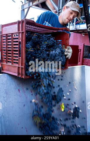 FRANKREICH. HAUTE-CORSE ((2B) BORGO. GENOSSENSCHAFT UVAL (UNION DES VIGNERONS ASSOCIES DU LEVANT) Stockfoto