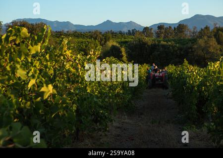 FRANKREICH. HAUTE-CORSE ((2B) BORGO. GENOSSENSCHAFT UVAL (UNION DES VIGNERONS ASSOCIES DU LEVANT). ERNTE Stockfoto