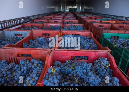 FRANKREICH. HAUTE-CORSE ((2B) BORGO. GENOSSENSCHAFT UVAL (UNION DES VIGNERONS ASSOCIES DU LEVANT) Stockfoto