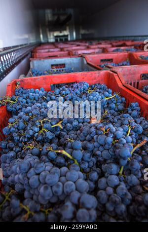 FRANKREICH. HAUTE-CORSE ((2B) BORGO. GENOSSENSCHAFT UVAL (UNION DES VIGNERONS ASSOCIES DU LEVANT) Stockfoto
