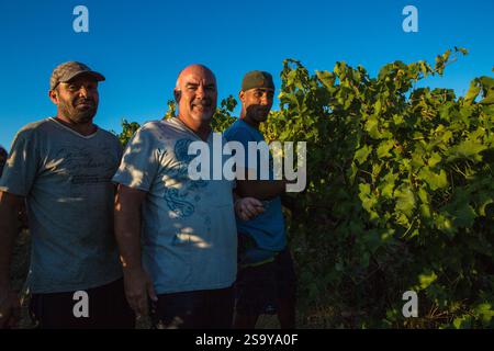 FRANKREICH. HAUTE-CORSE ((2B) BORGO. GENOSSENSCHAFT UVAL (UNION DES VIGNERONS ASSOCIES DU LEVANT). ERNTE Stockfoto