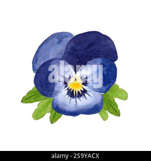 Blaue Stiefmütterchenblüte in Aquarellfarbe. Handgezeichnete Illustration, isoliert auf weißem Hintergrund. Stockfoto