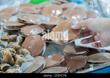 Jakobsmuscheln in der Schale zum Verkauf auf einem Markt für frische Meeresfrüchte - essbare Salzwassermuscheln - Pecten jacobaeusm ein Produkt mit hohem Omega-3-Gehalt Stockfoto