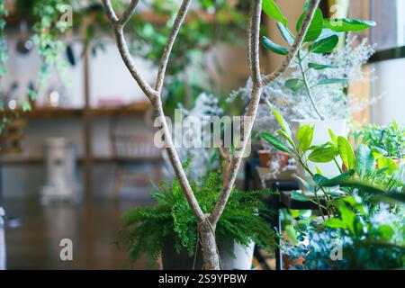 Stilvoller Raum mit Zimmerpflanzen Stockfoto