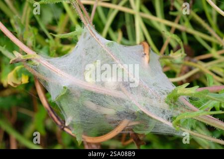 Spinnen, Pisaura mirabilis, Seidengewebe, das ein Schutzzelt um einen großen Eiersack im Zentrum bildet, englischer Garten, Großbritannien. Stockfoto
