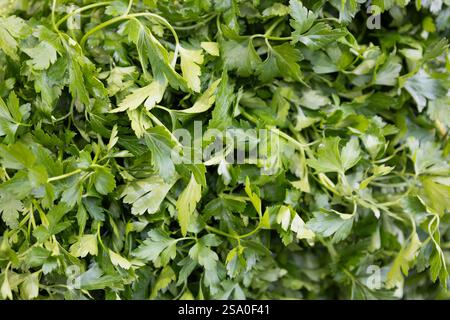 Mehrere Einheiten flacher Petersilie Stockfoto