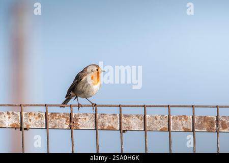 Europäischer rotkehlchen sitzt auf einem Zaun Stockfoto