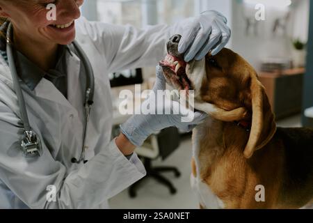 Tierarzt untersucht den Mund des Hundes, während der Hund auf dem Tisch steht in der Klinik mit medizinischen Geräten und Werkzeugen. Hände mit Handschuhen zur Hygiene Stockfoto