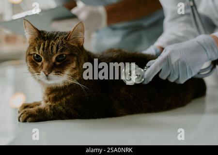 Die Katze liegt auf dem Untersuchungstisch, während der Tierarzt in Handschuhen das Stethoskop gegen die Seite hält und die Untersuchung in der Klinik durchführt Stockfoto