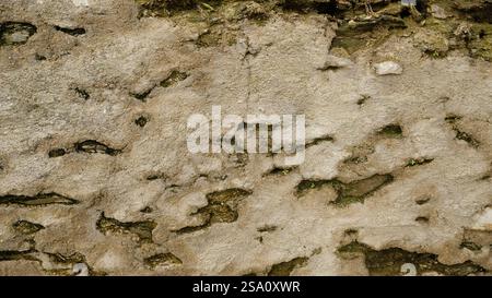 Eine verwitterte Steinmauer, bedeckt mit üppigem grünem Moos und Pflanzen. Perfekt für Hintergründe, Texturen und naturbelassene Designs Stockfoto