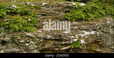 Geheimnisvolle Ecke der Natur, nasser Felsen bedeckt mit Moos und Farnen. Naturstein und grünes Moos, Farnblätter. Stockfoto