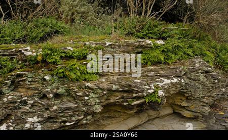 Geheimnisvolle Ecke der Natur, nasser Felsen bedeckt mit Moos und Farnen. Naturstein und grünes Moos, Farnblätter. Stockfoto