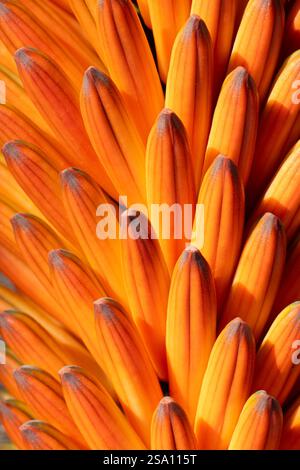 Makrobild mit natürlichem Licht der Orangen Aloe Ferox Blume Stockfoto