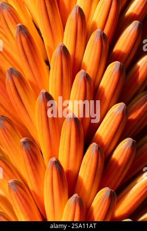 Orangenblütenmuster eines Aloe Ferox Stockfoto