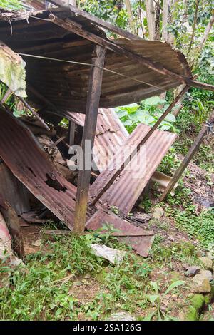 Schuppen oder kleines Gebäude in schlechtem Zustand, eingestürzt und auf dem Boden aus Holz und Metall-Wellblechen mit überwachsener, unsauberer Umgebung gelegen Stockfoto