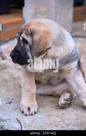 Spanisches Mastiff-Welpe sitzt und blickt weg Stockfoto