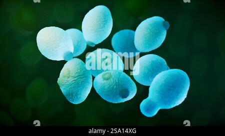 Neu entdecktes Gen hilft einigen Hefen, Giftstoffe zu ertragen und kann Wissenschaftlern helfen, die Toxinresistenz zu verstehen. Weitere Informationen: Stockfoto