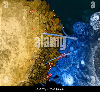 Rendering eines dreidimensionalen Bildstapels mit HIV-Virionen (rot) lokalisiert auf filopodialen Brücken zwischen einer infizierten T-Zelle (Gold) und nicht infizierten. Stockfoto
