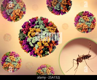 Kreatives Layout mit 3D-Renderings von Chikungunya-Virus-like Particles (VLPs) und einem Foto einer Aedes-Mücke. Stockfoto