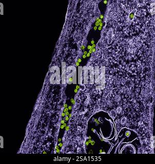 Transmissionselektronenmikroskop von West-Nil-Viruspartikeln (grün), die sich im Zytoplasma einer infizierten VERO-E6-Zelle (violett) replizieren. Stockfoto