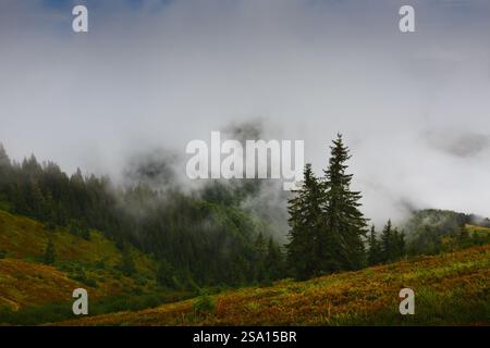 Grüne Hänge in nebeliger Karpaten-Landschaft. Der dichte Fichtenwald, der von Morgennebel umhüllt wird, bietet einen geheimnisvollen und malerischen Blick auf die Natur. Stockfoto