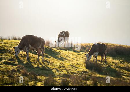 Rinderherde auf offenem, grünem Ackerland in Cumbria, Großbritannien. Stockfoto