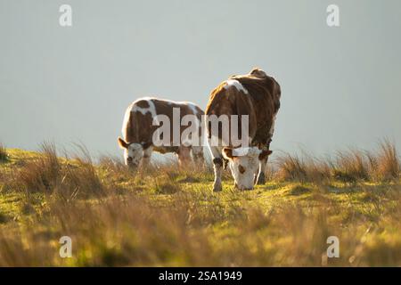Kühe, die von hellgrünem Gras auf britischem Ackerland weiden. Stockfoto