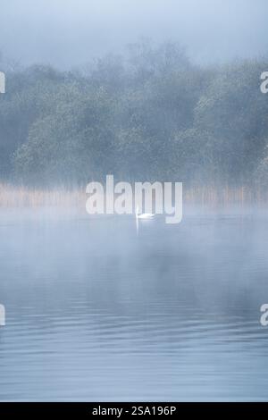 Schwan schwimmt auf einem nebeligen See an einem schönen ruhigen Morgen im Lake District, Großbritannien. Stockfoto