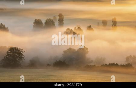 Morgennebel bei Sonnenaufgang leuchtet im ersten Licht, Bäume steigen aus dem Nebel, Unstruttal, Freyburg (Unstrut), Sachsen-Anhalt, Deutschland, Europa Stockfoto