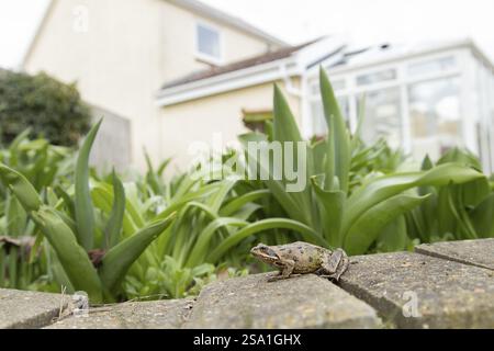 Gemeiner Frosch (Rana temporaria) erwachsener Amphibien auf einem Gartenweg mit einem Haus im Hintergrund, England, Vereinigtes Königreich, Europa Stockfoto
