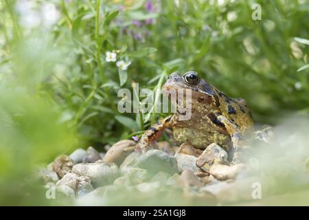 Gemeiner Frosch (Rana temporaria) erwachsener Amphibien auf einem Gartenschindelpfad, England, Vereinigtes Königreich, Europa Stockfoto