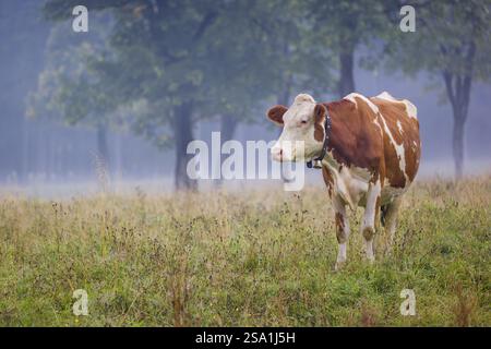 Eine holsteinische friesische Kuh weidet an einem nebeligen Tag auf einer Wiese mit Bäumen. Eng Valley, Österreich, Europa Stockfoto