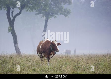 Eine holsteinische friesische Kuh weidet an einem nebeligen Tag auf einer Wiese mit Bäumen. Eng Valley, Österreich, Europa Stockfoto
