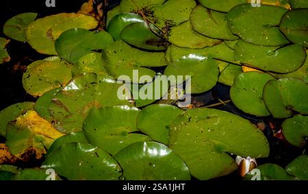 Eine ruhige Teichszene mit üppigen grünen Lilienpads, die auf dunklem Wasser schwimmen. Einige Blöcke sind teilweise eingetaucht und einige haben gelbe Kanten, was bedeutet Stockfoto