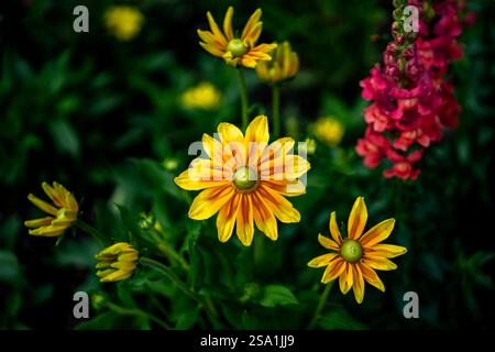 Eine lebhafte Darstellung von gelben Blumen mit grünem Zentrum, umgeben von üppig grünem Laub. Im Hintergrund gibt es rosa Blüten, die Kontrast t Stockfoto