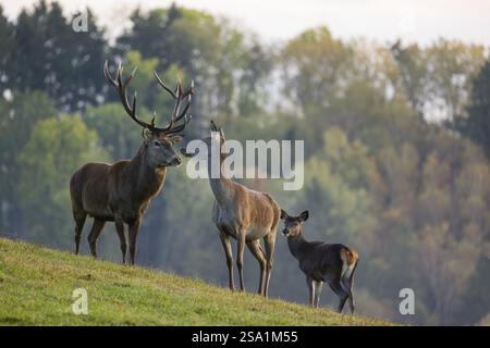 Auf einer Wiese steht ein Rothirsch (Cervus elaphus), eine Hirschfamilie, eine Hecke und ein Kalb. Ein Wald im Herbstlaub ist im Hintergrund Stockfoto