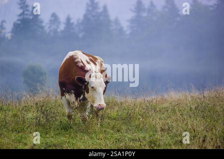 Eine holsteinische friesische Kuh weidet an einem nebeligen Tag auf einer Wiese mit Bäumen. Eng Valley, Österreich, Europa Stockfoto